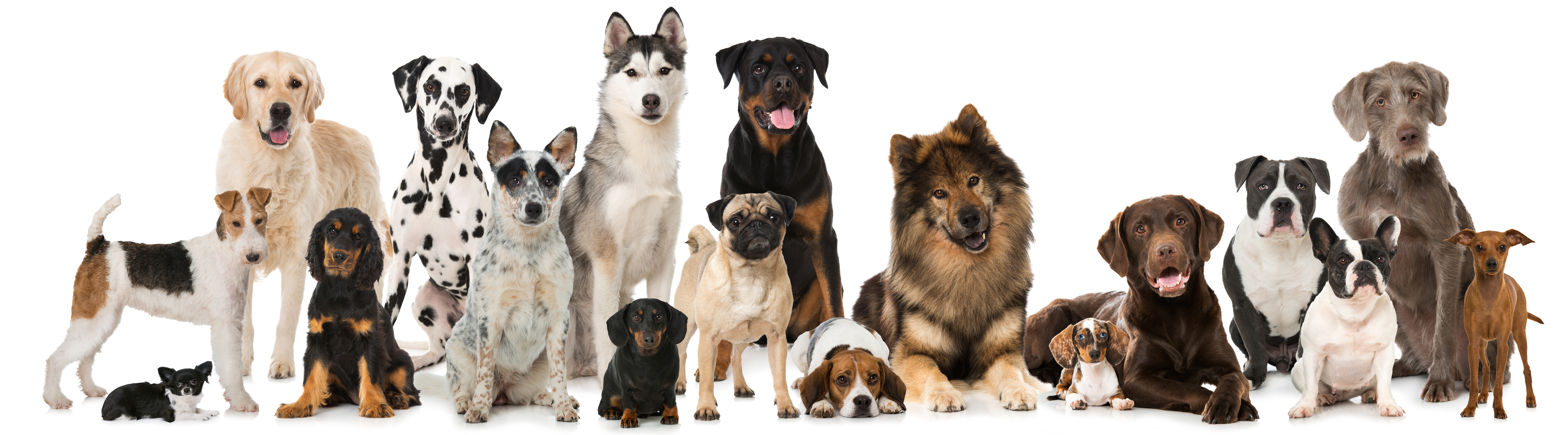 free federal service dog registration