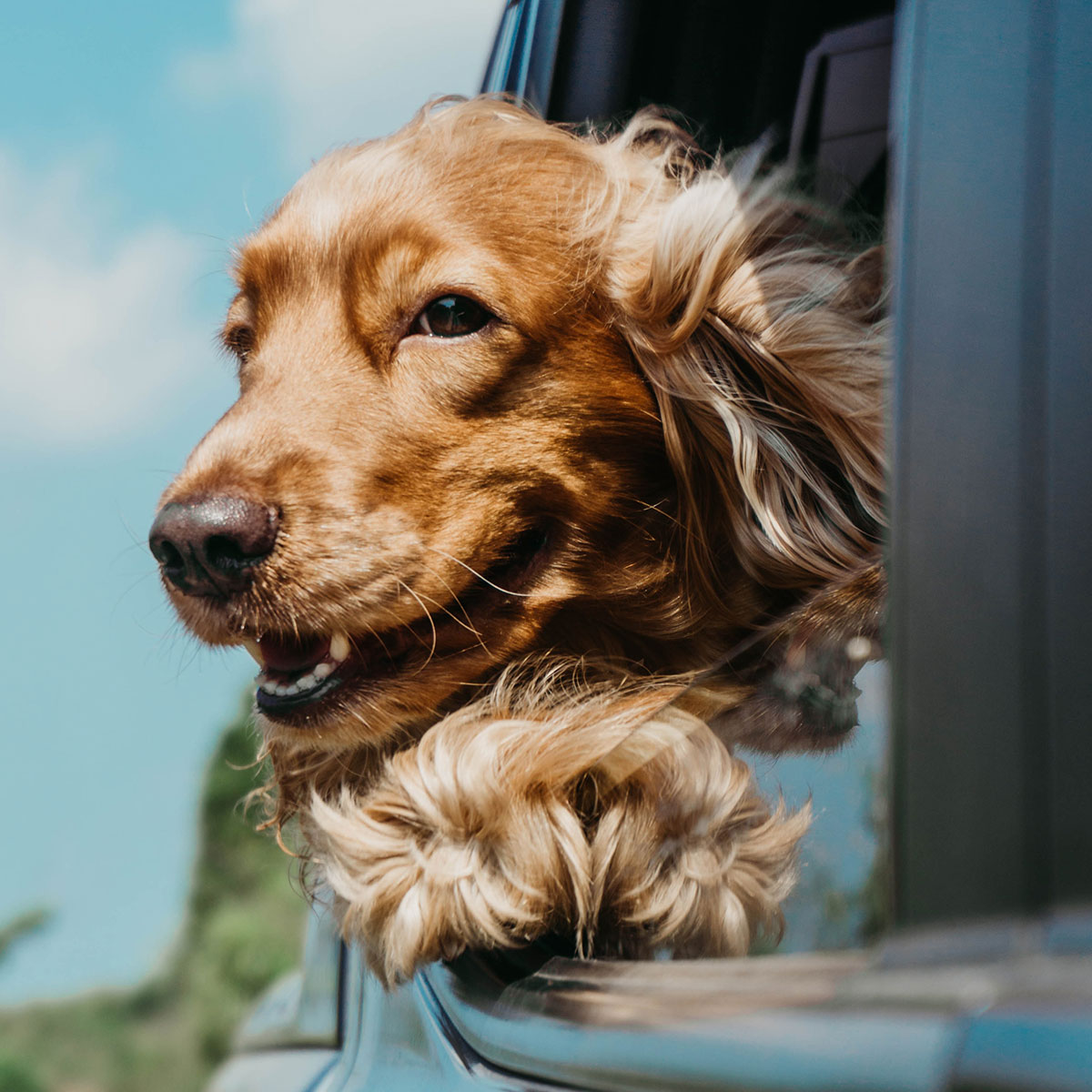 Dog looking out window blog-5