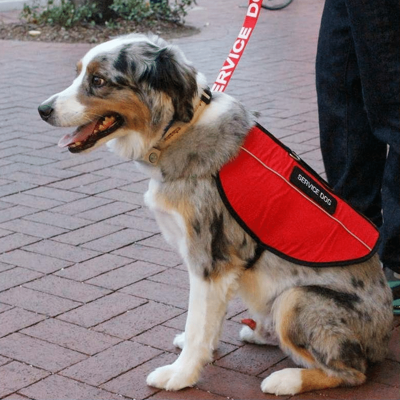 Federal Service Dog Registration – service dog vest and leash