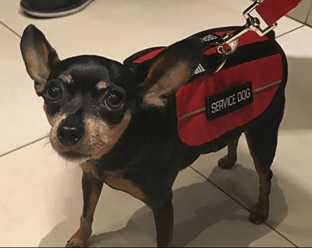 Federal Service Dog Registration – service dog vest