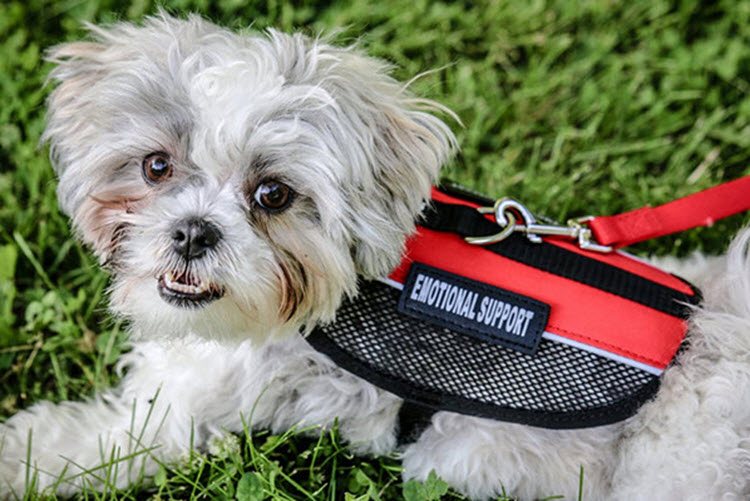 EMOTIONAL SUPPORT ANIMAL LAWS - Federal Service Dog Registration